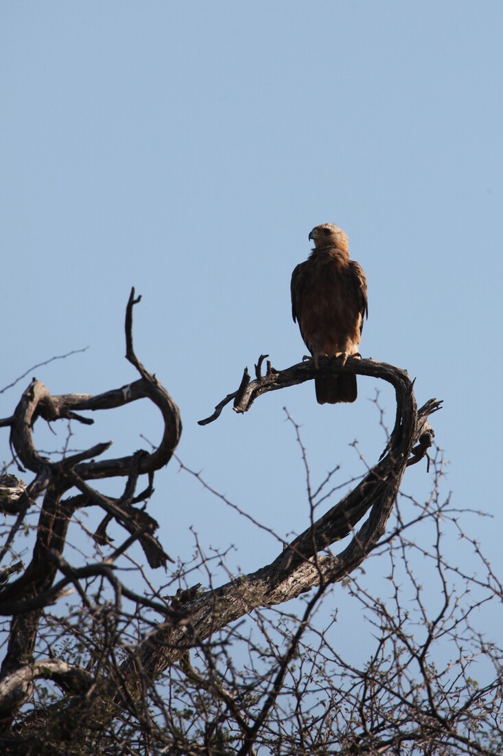 Okavango-Maun: Savannearend (Aquila Rapax).1021