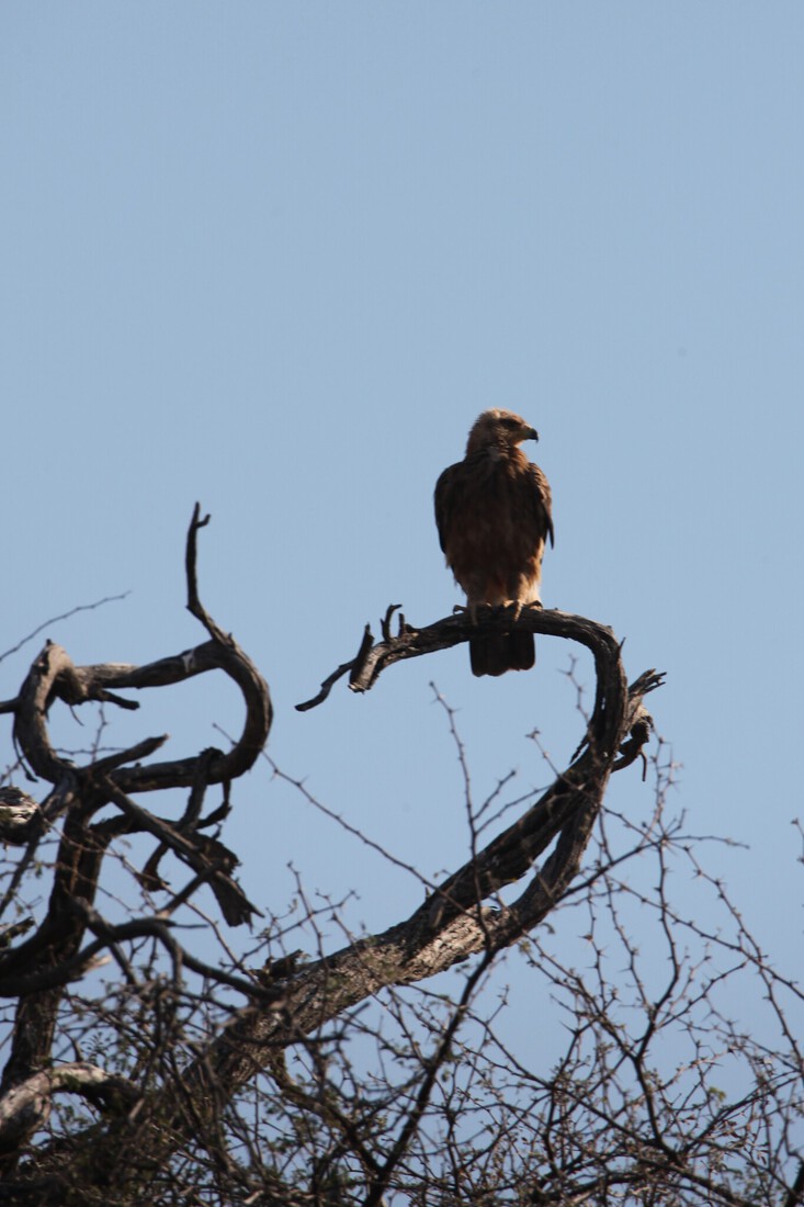 Okavango-Maun: Savannearend (Aquila Rapax).1026