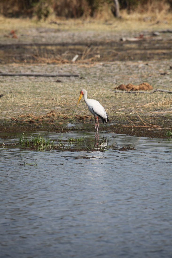 Okavango-Maun: Afrikaanse Nimmerzat (Mycteria Ibis).1031