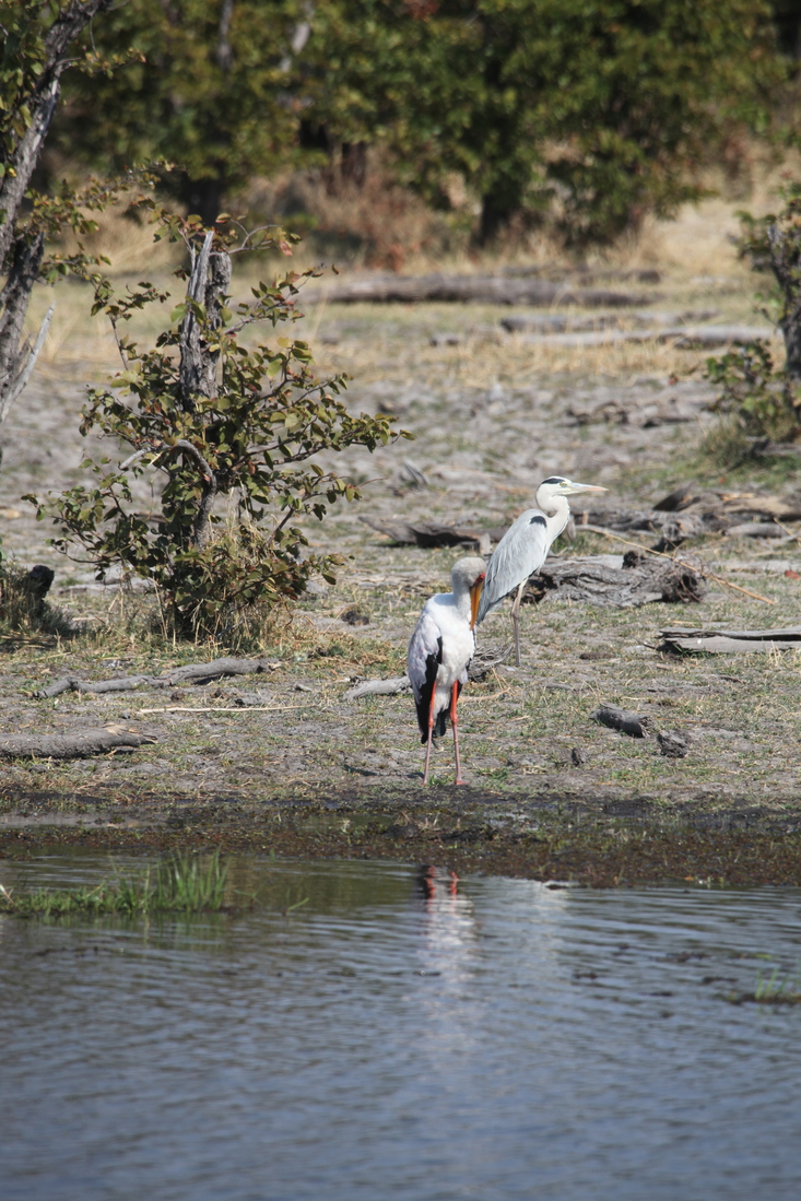 Okavango-Maun: Afrikaanse Nimmerzat (Mycteria Ibis).1033