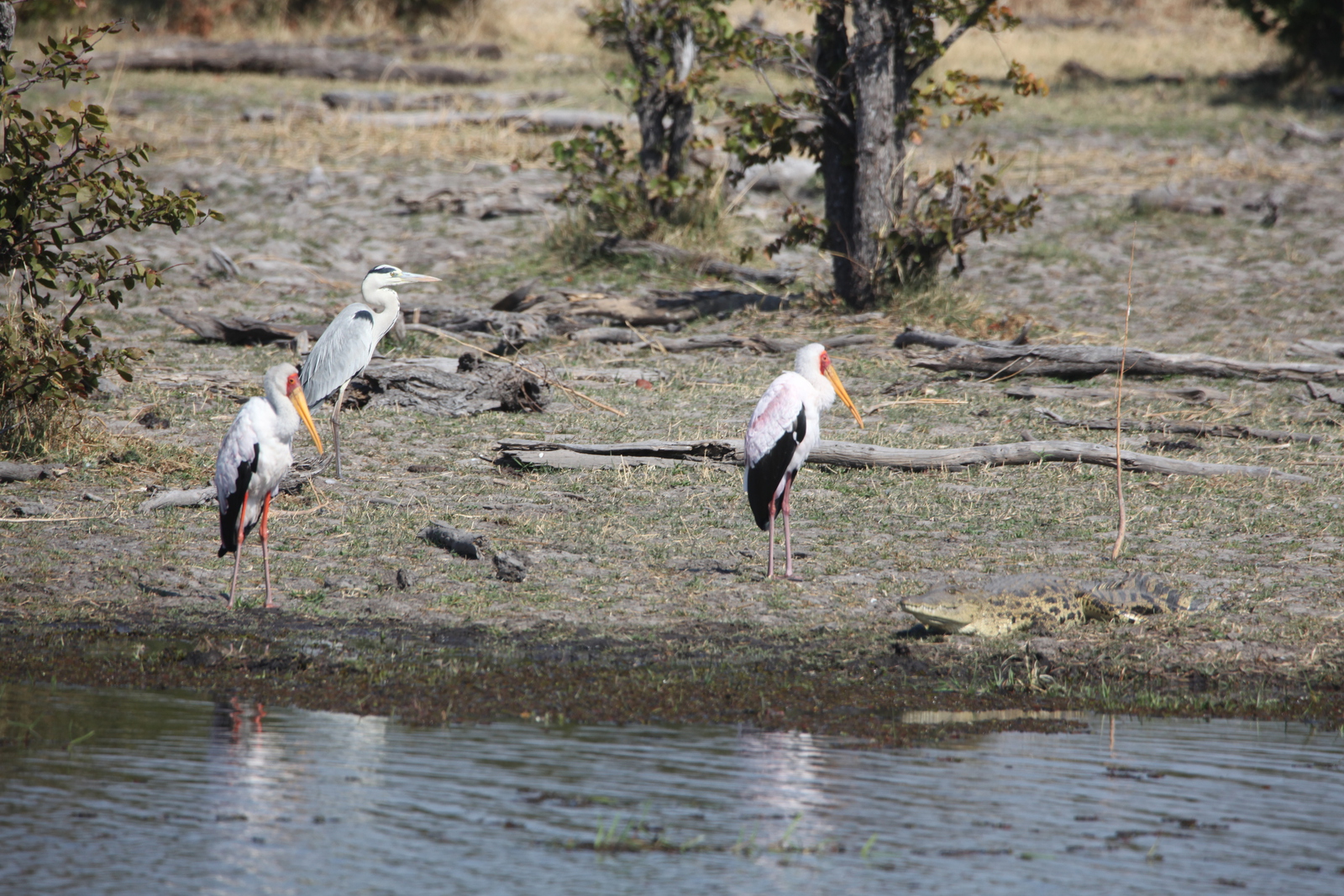 Okavango-Maun: Afrikaanse Nimmerzat (Mycteria Ibis).1034