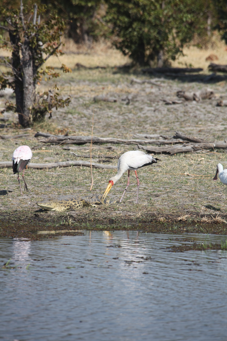 Okavango-Maun: Afrikaanse Nimmerzat (Mycteria Ibis).1036