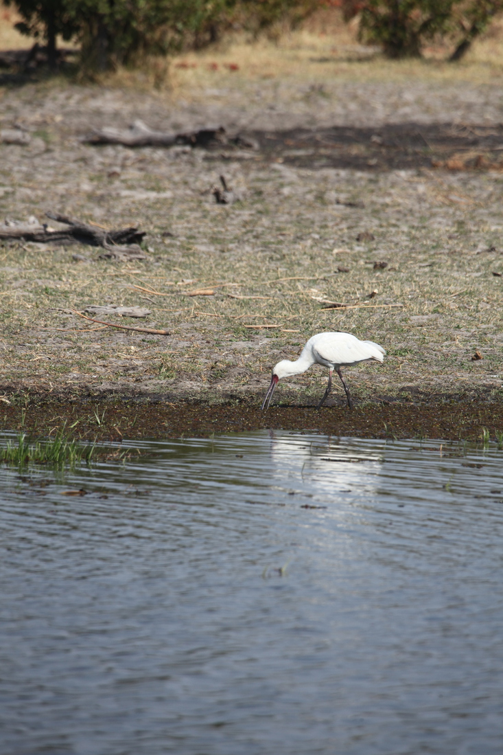 Okavango-Maun: Afrikaanse Lepelaar (Platalea Alba).1032