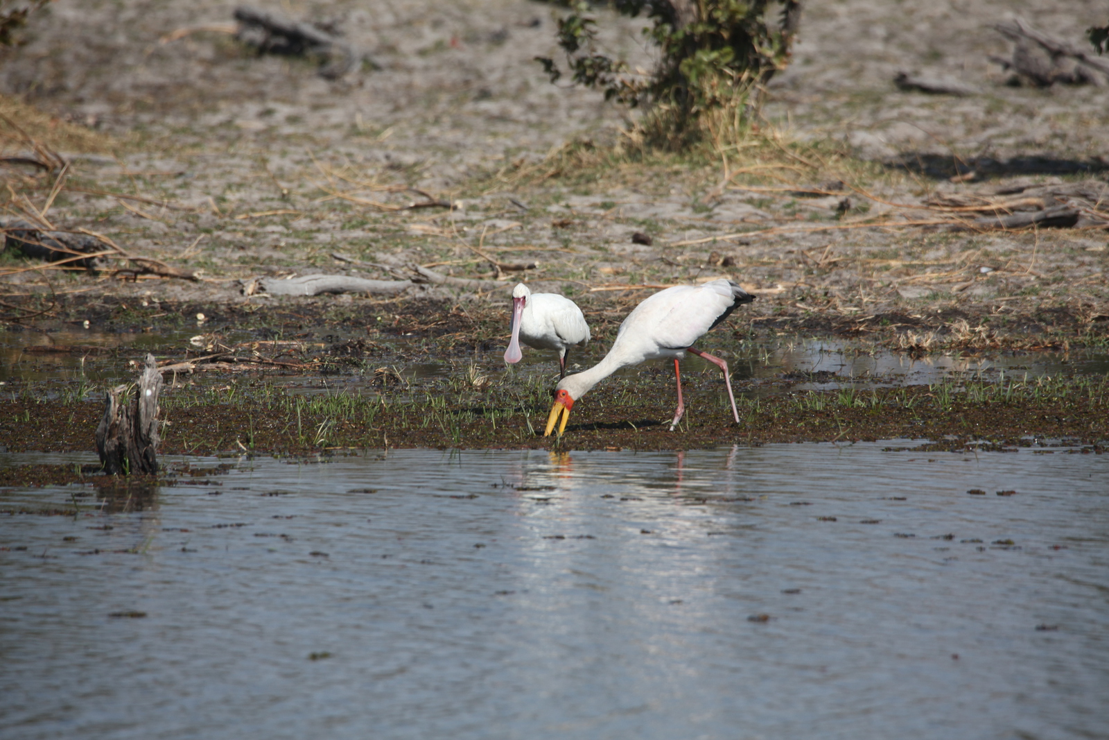 Okavango-Maun: Afrikaanse Lepelaar (Platalea Alba).1038