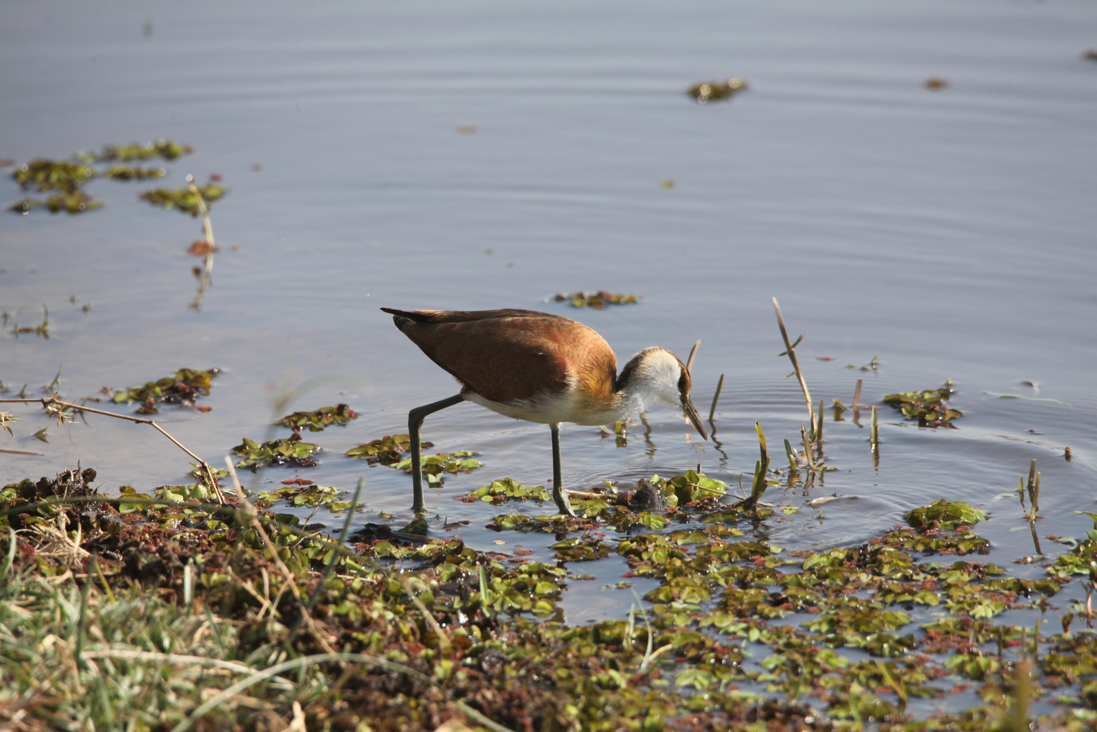 Okavango-Maun: Dwergjacana (Microparra capensis).1059