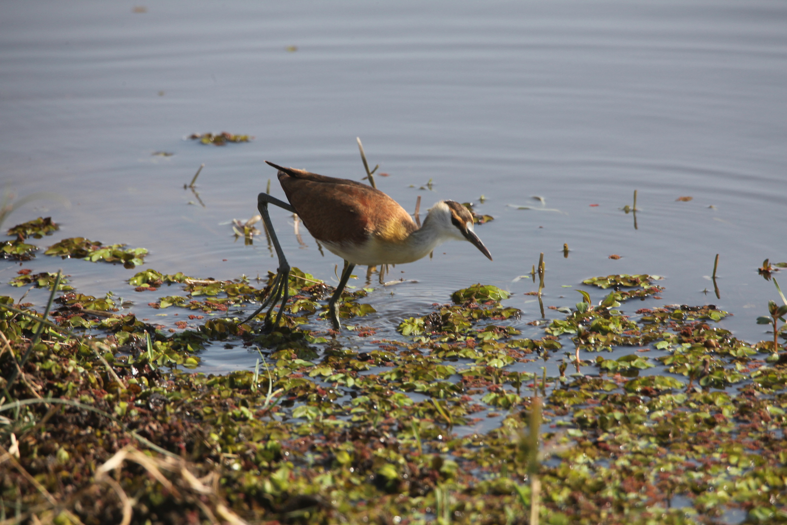 Okavango-Maun: Dwergjacana (Microparra capensis).1061