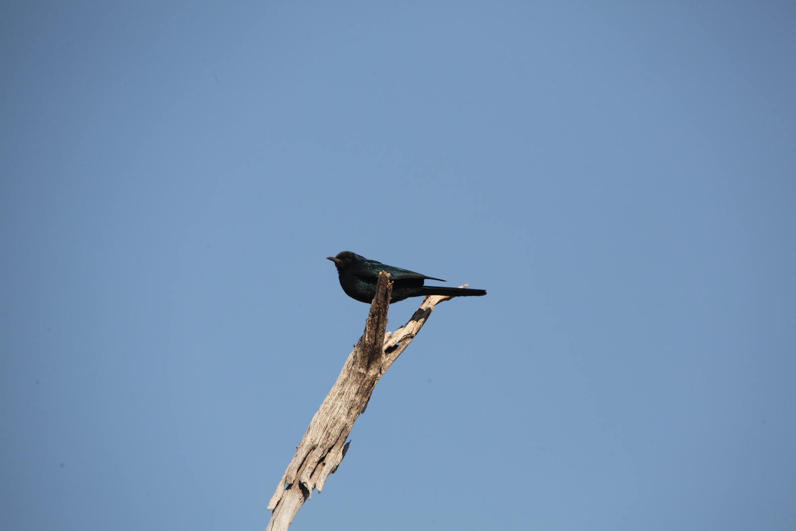 Okavango-Maun: Kaapse Drongovliegenvanger (Melaenornis Pammelaina).1013