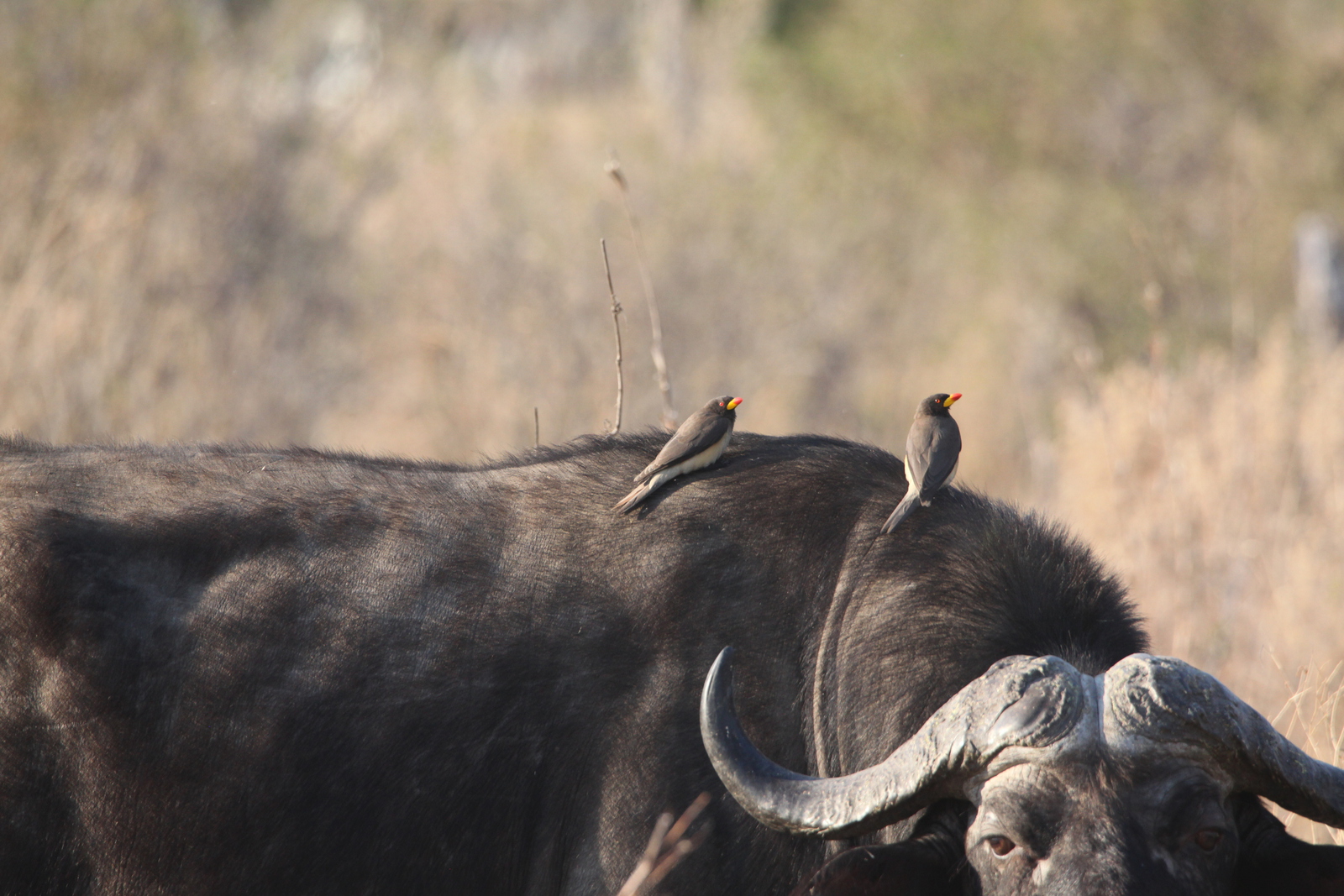 Okavango-Maun: Geelsnavel Ossenpikker (Buphagus Africanus).0996