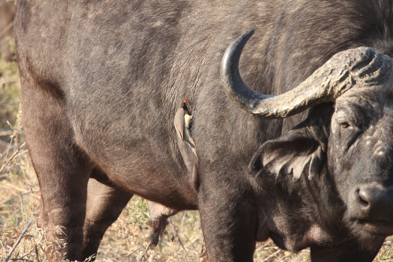Okavango-Maun: Geelsnavel Ossenpikker (Buphagus Africanus).1000