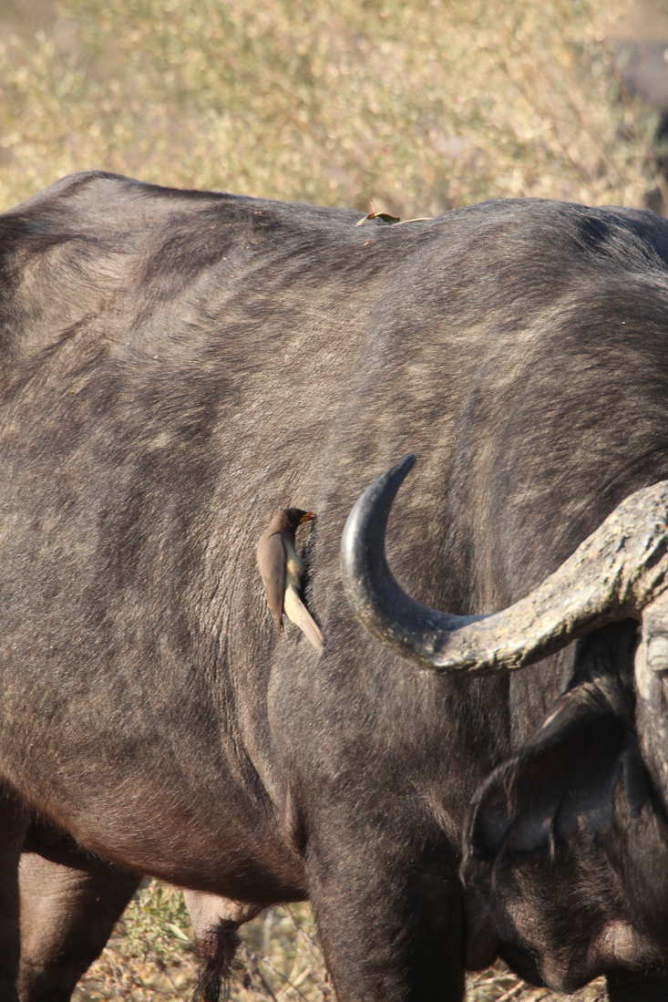 Okavango-Maun: Geelsnavel Ossenpikker (Buphagus Africanus).1002