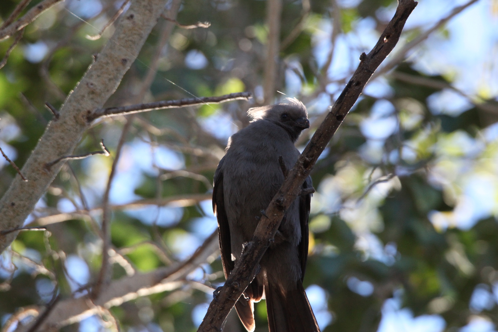 Maun: Vale Toerako (Crinifer Concolor).1063