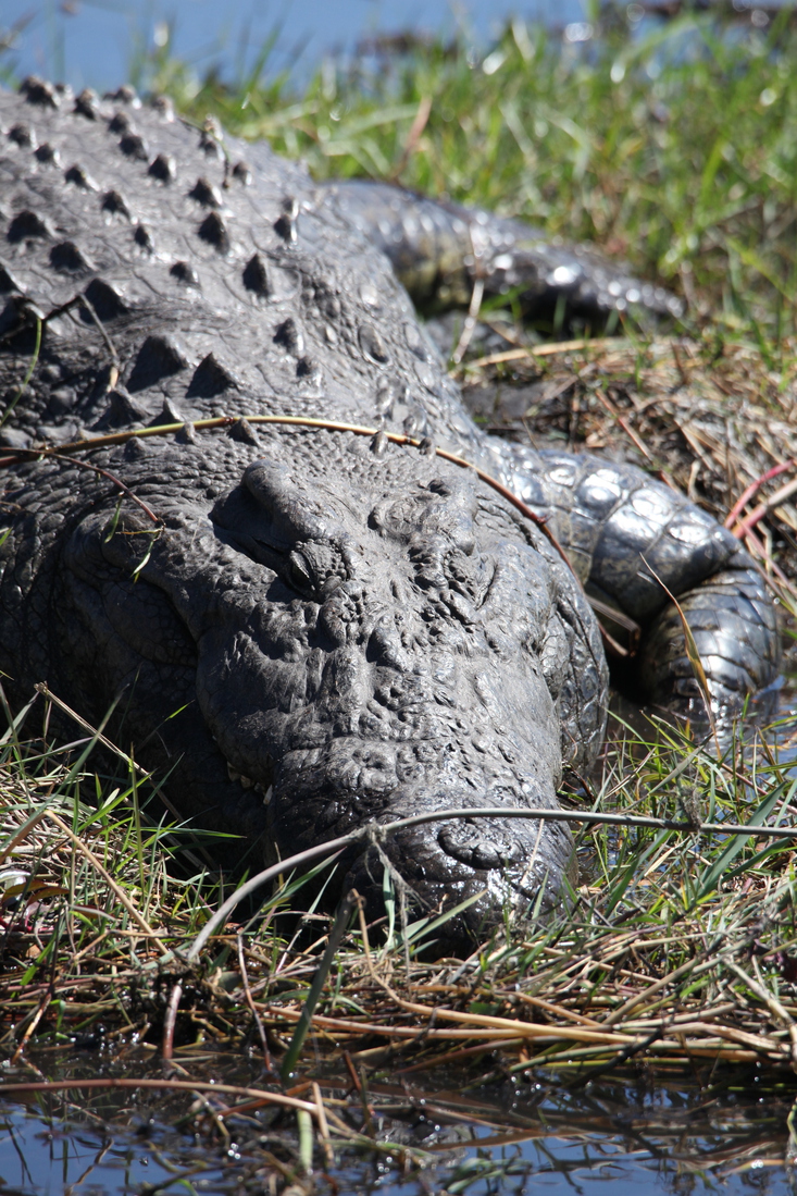 Chobe N.P.: Nijlkrokodil (Crocodylus Niloticus).1208