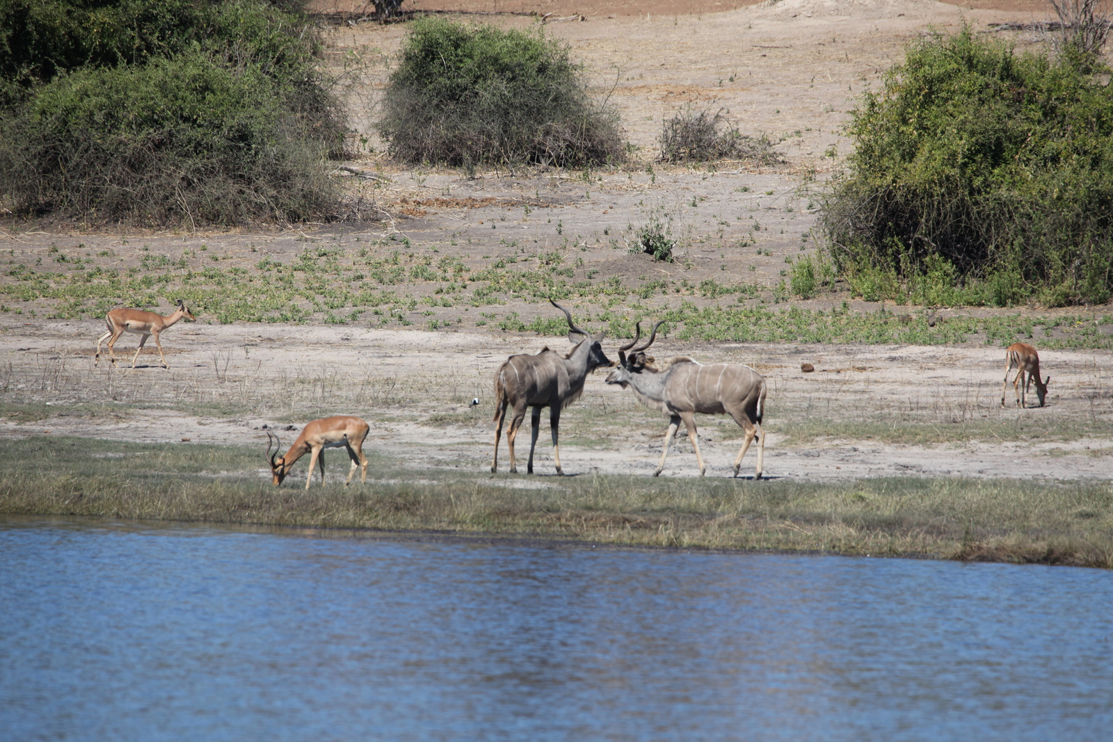 Chobe N.P.: Grote Koedoe (Tragelaphus Strepsiceros).1221