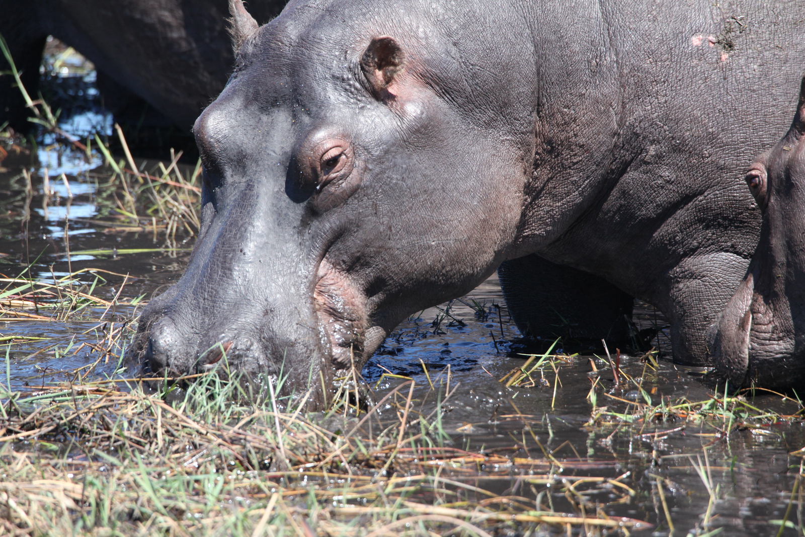 Chobe N.P.: Nijlpaard (Hippopotamus Amphibius).1176