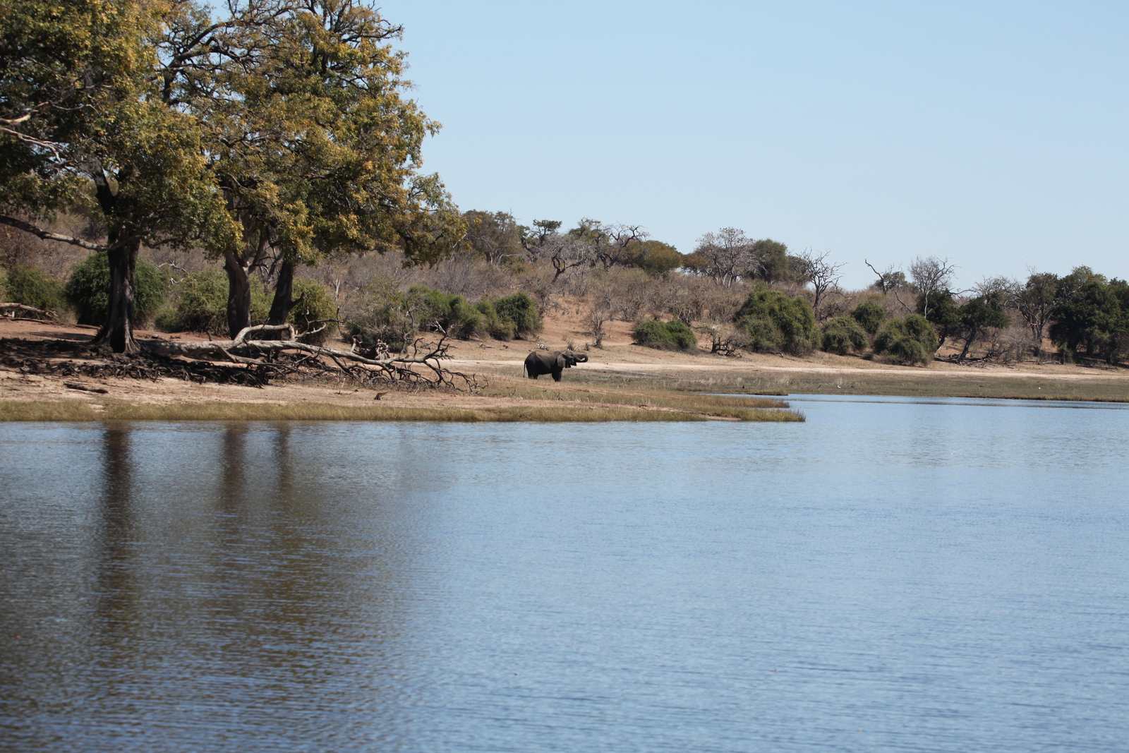 Chobe N.P.: Afrikaans Olifant (Loxodonta Africana).1211