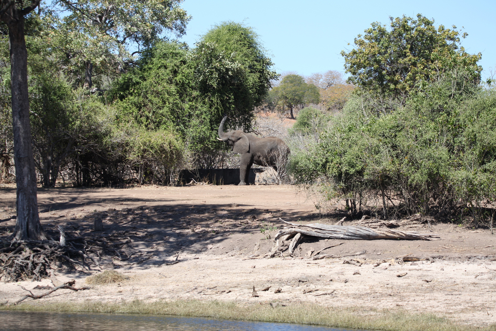 Chobe N.P.: Afrikaans Olifant (Loxodonta Africana).1212