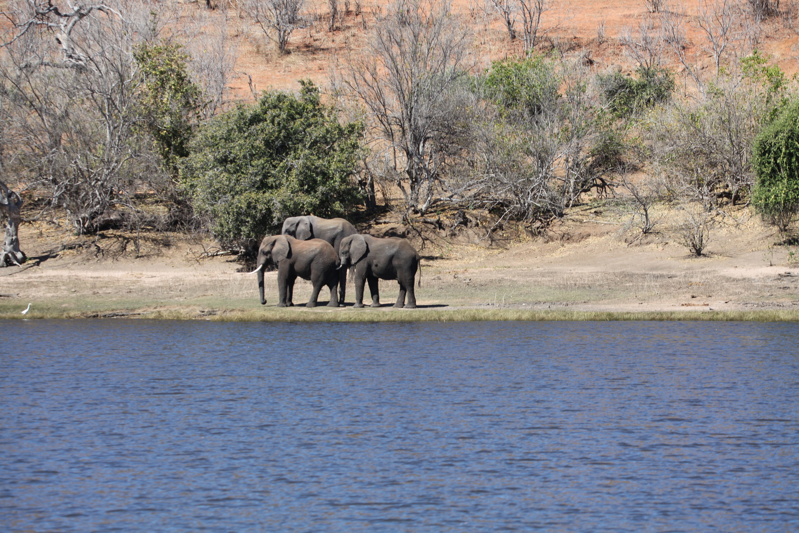 Chobe N.P.: Afrikaans Olifant (Loxodonta Africana).1240