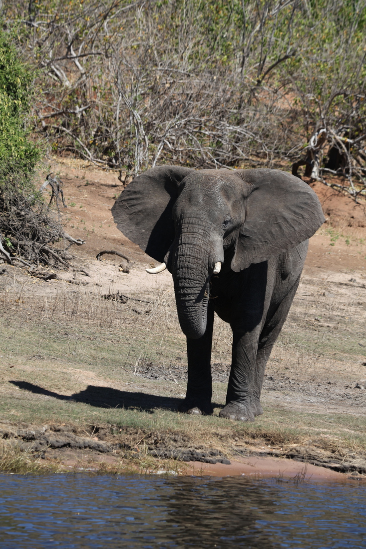 Chobe N.P.: Afrikaans Olifant (Loxodonta Africana).1248