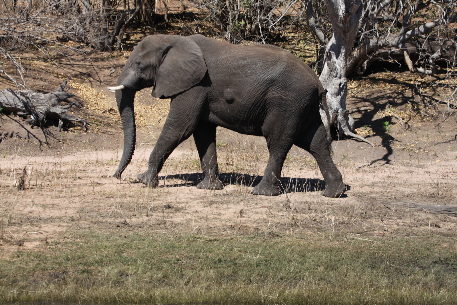 Chobe N.P.: Afrikaans Olifant (Loxodonta Africana).1249