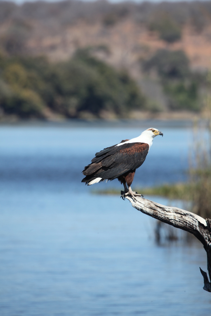 Chobe N.P.: Afrikaanse Zeearend (Haliaeetus Vocifer).1156