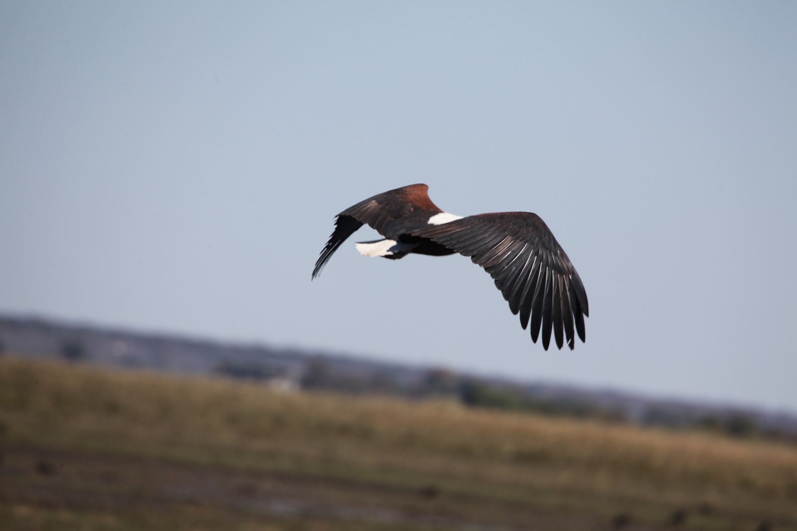 Chobe N.P.: Afrikaanse Zeearend (Haliaeetus Vocifer).1160