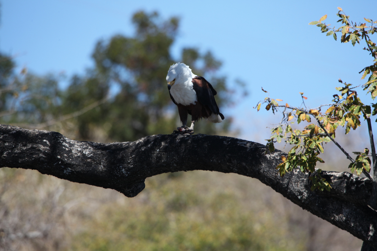 Chobe N.P.: Afrikaanse Zeearend (Haliaeetus Vocifer).1204
