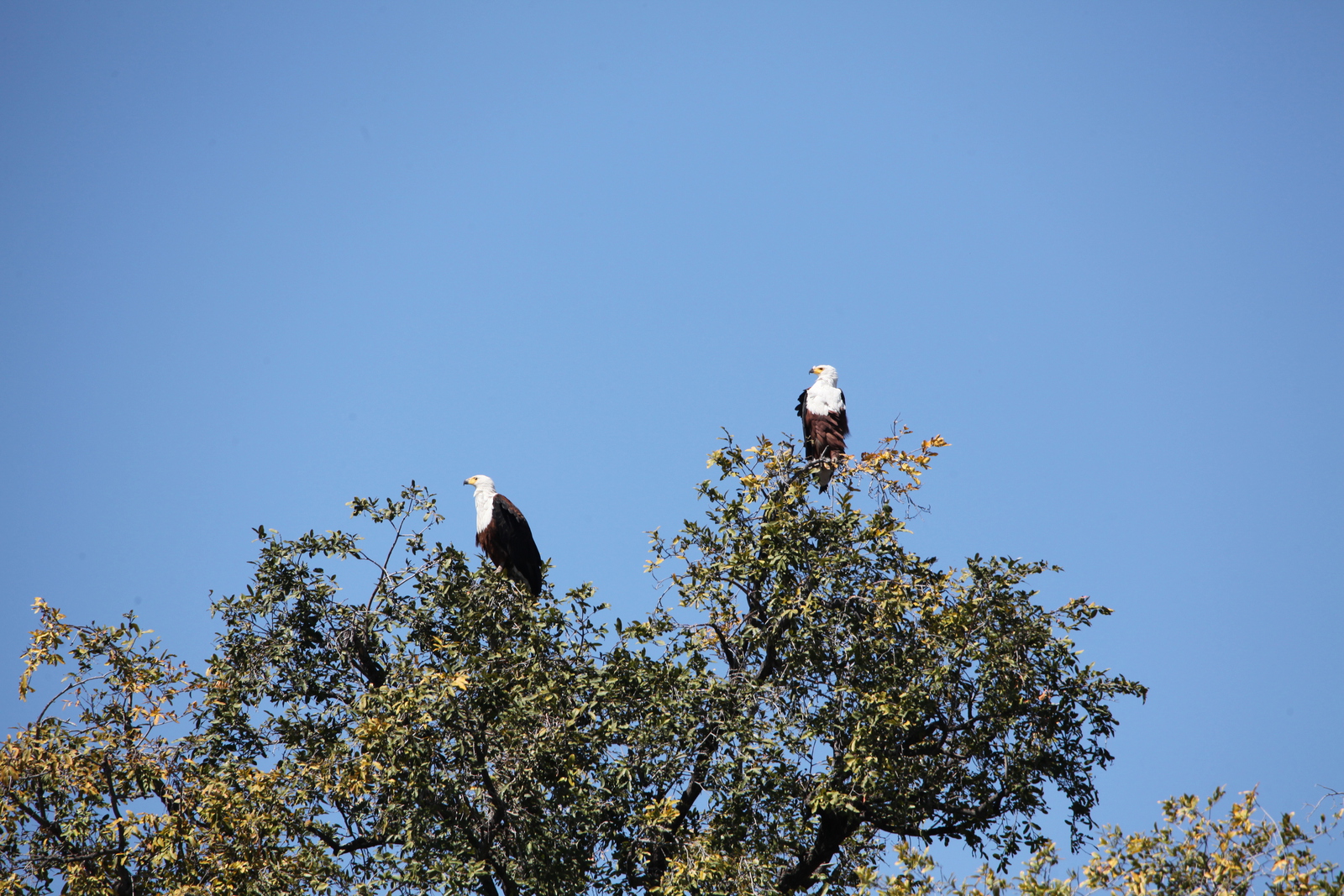 Chobe N.P.: Afrikaanse Zeearend (Haliaeetus Vocifer).1213