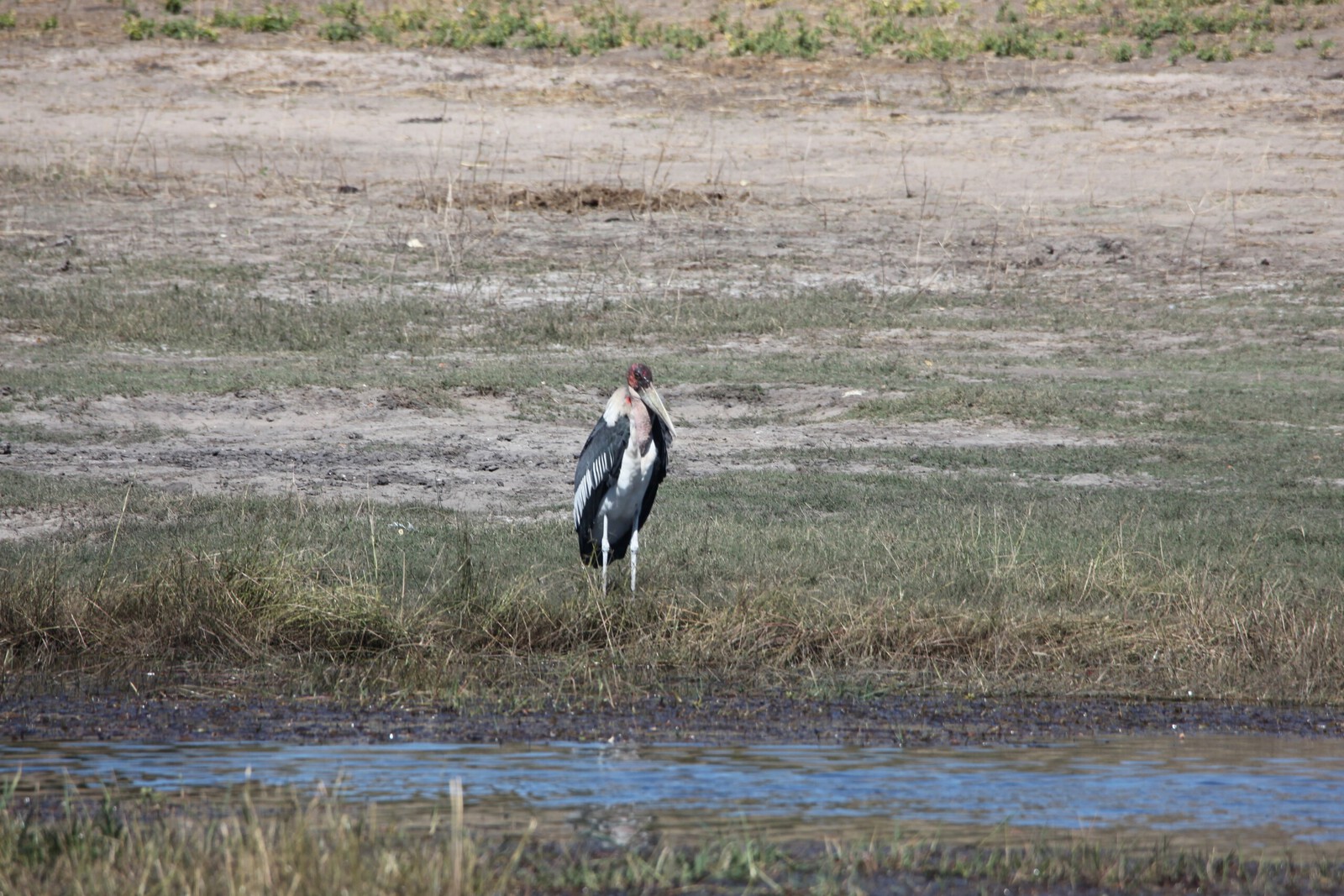 Chobe N.P.: Afrikaanse Maraboe (Leptoptilos Crumeniferus).1226