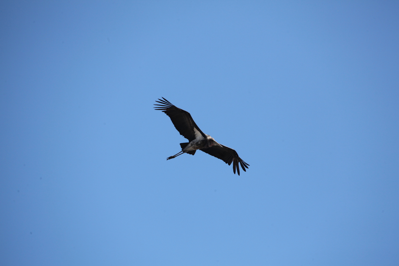 Chobe N.P.: Afrikaanse Maraboe (Leptoptilos Crumeniferus).1229