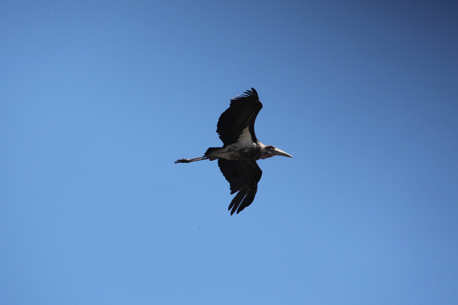 Chobe N.P.: Afrikaanse Maraboe (Leptoptilos Crumeniferus).1230