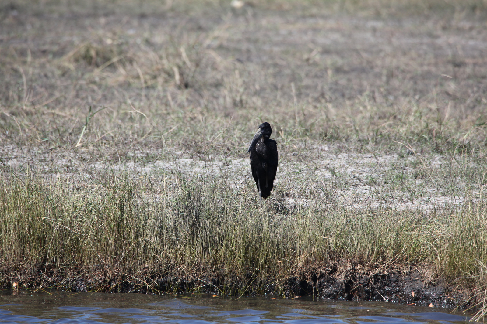 Chobe N.P.: Afrikaanse Gaper (Anastomus Lamelligerus).1218