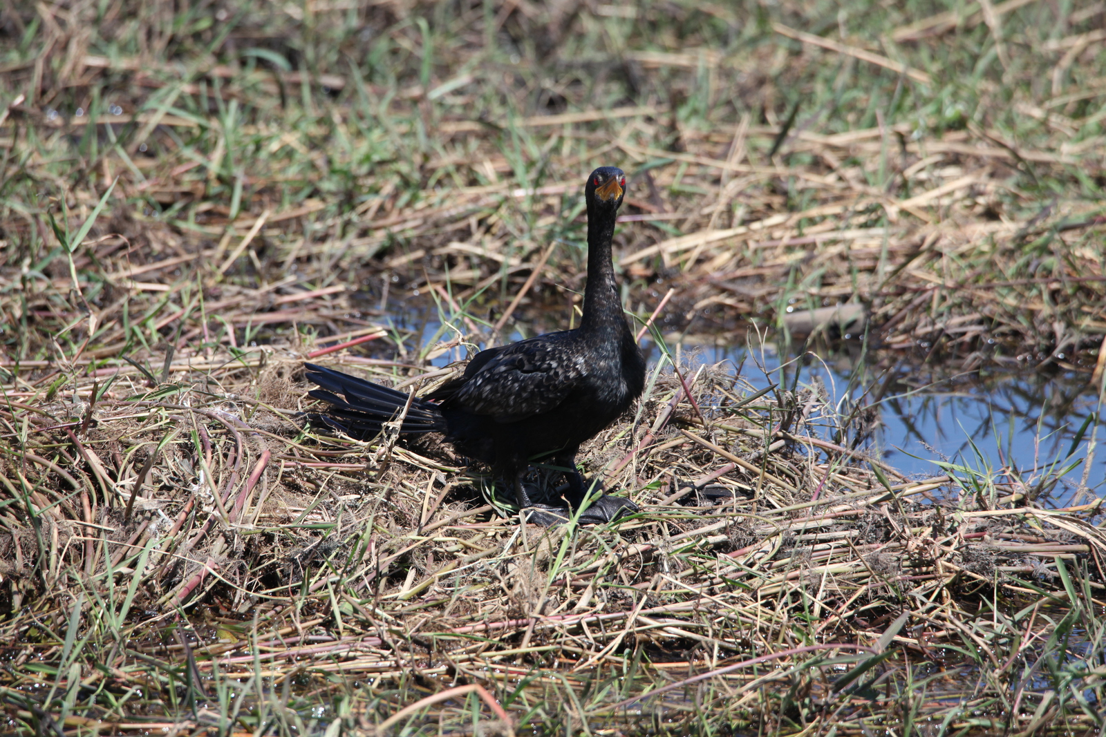 Chobe N.P.: Afrikaanse Dwergaalscholver (Phalacrocorax Africanus).1177