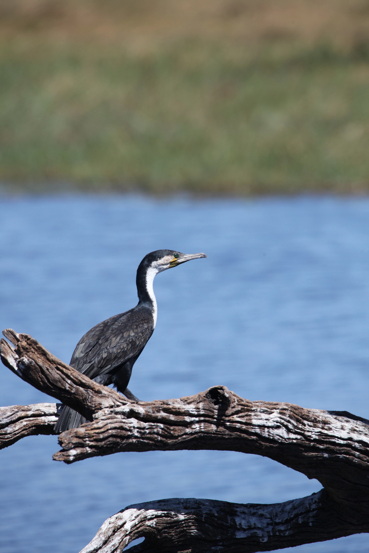 Chobe N.P.: Witborstaalscholver (Phalacrocorax Carbo Lucidus).1197