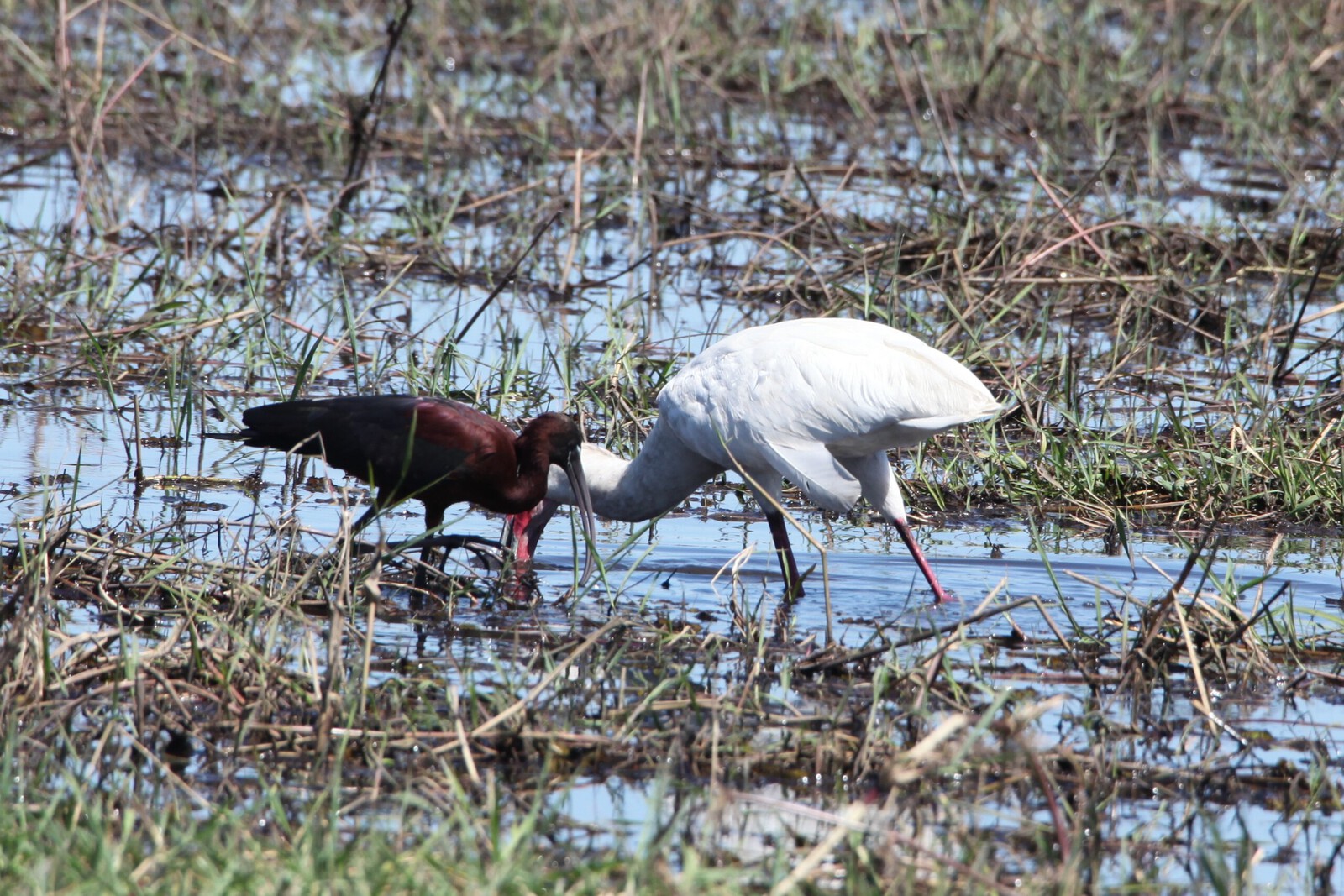 Chobe N.P.: Zwarte Ibis (Plegadis Falcinellus).1169