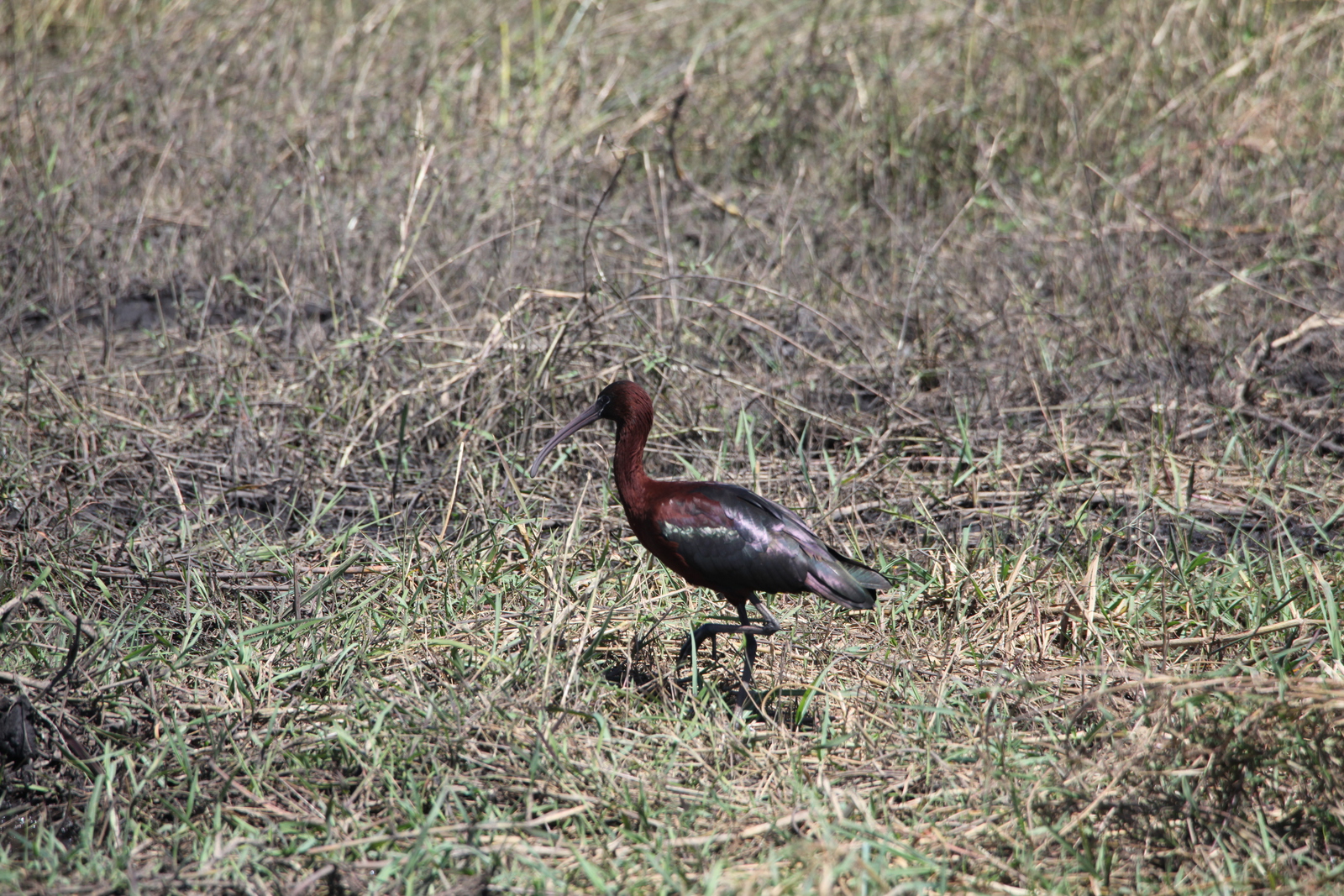 Chobe N.P.: Zwarte Ibis (Plegadis Falcinellus).1194