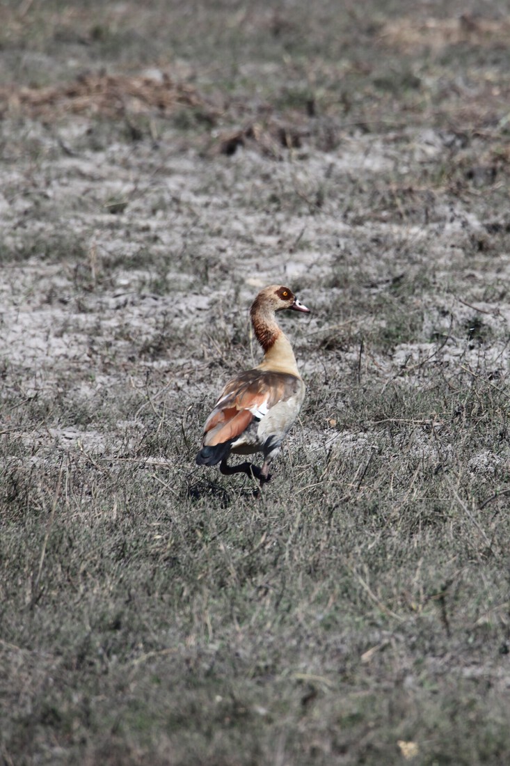 Chobe N.P.: Nijlgans (Alopochen Aegyptiaca).1234