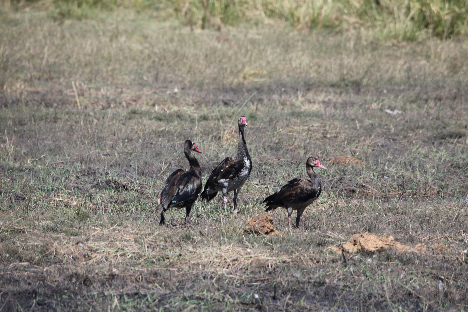 Chobe N.P.: Spoorwiekgans (Plectropterus Gambensis).1181