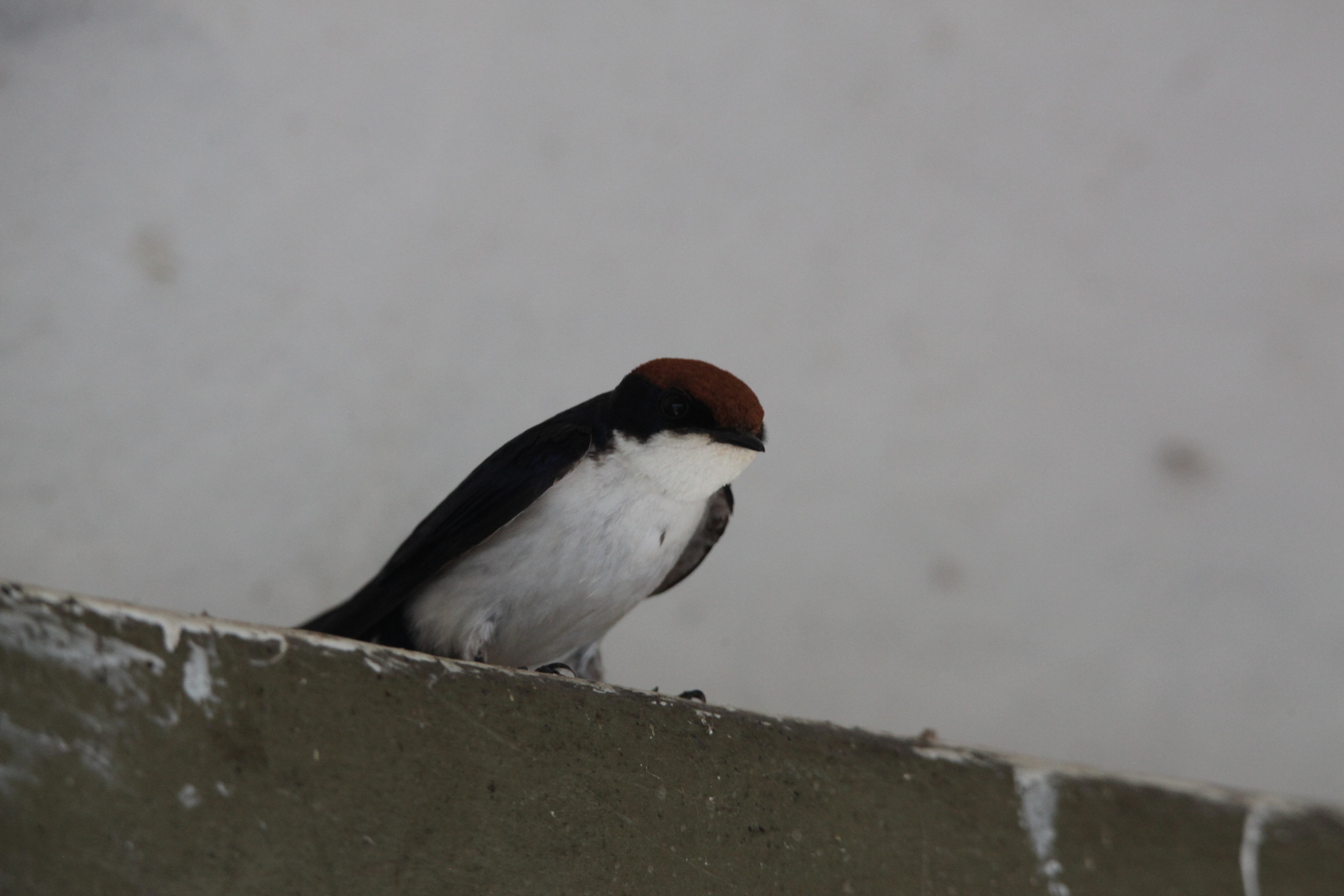 Chobe N.P.: Roodkruinzwaluw (Hirundo Smithii).1261