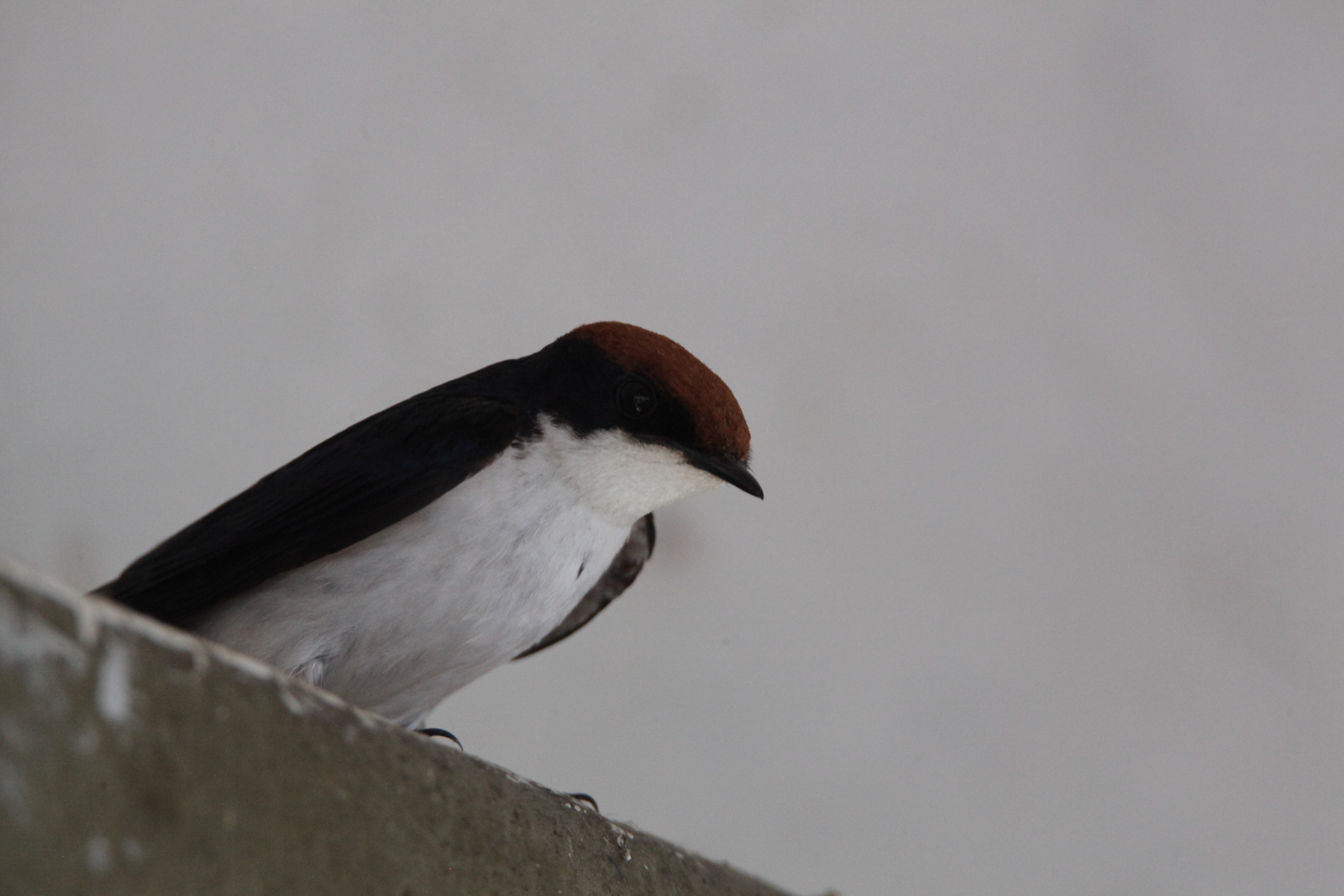 Chobe N.P.: Roodkruinzwaluw (Hirundo Smithii).1264