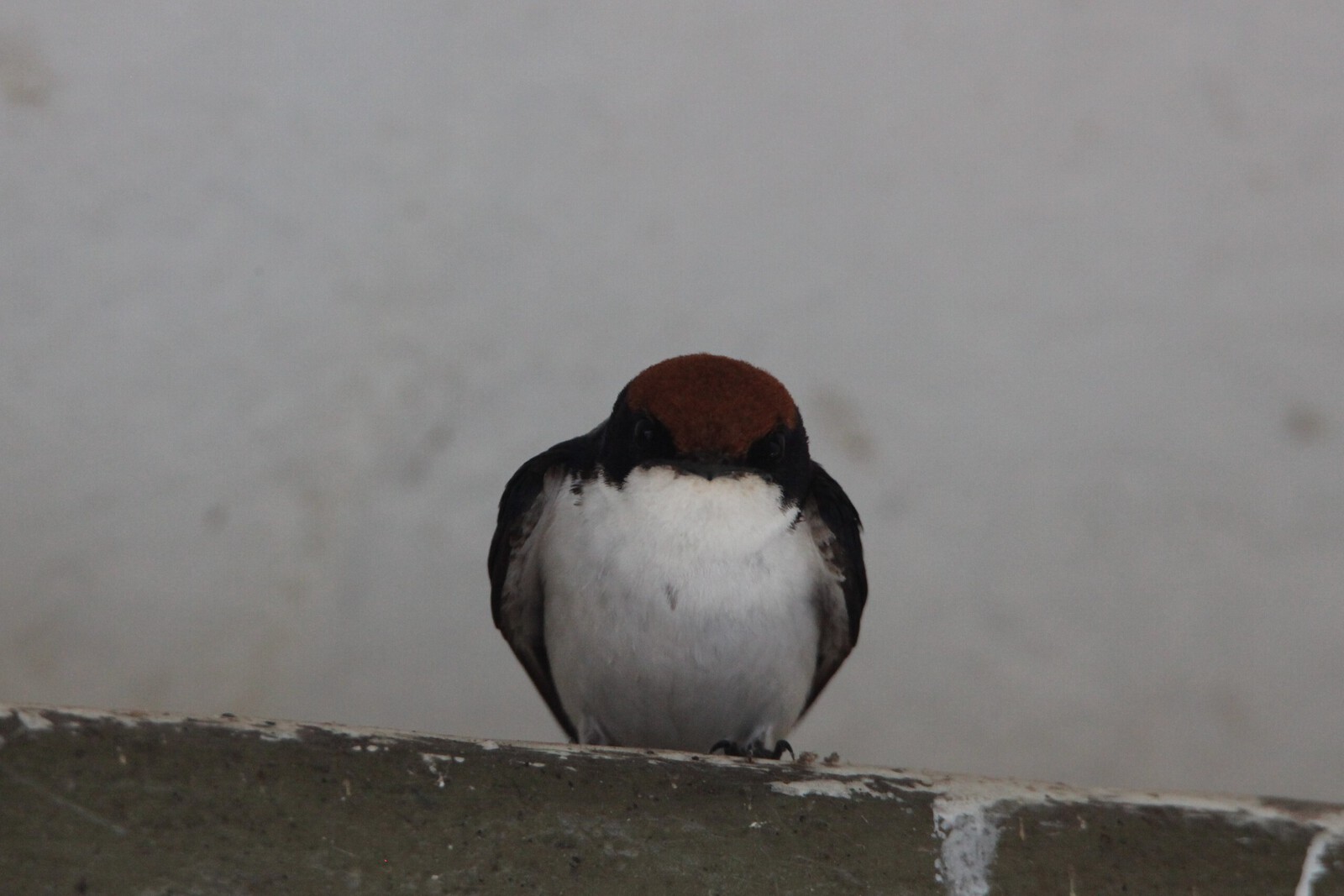 Chobe N.P.: Roodkruinzwaluw (Hirundo Smithii).1266