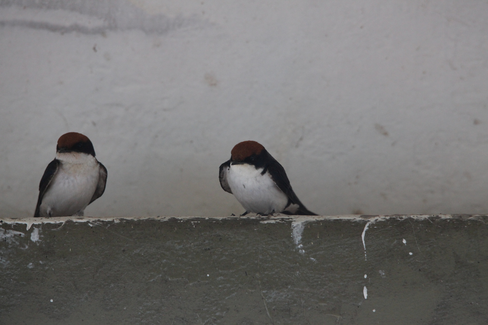Chobe N.P.: Roodkruinzwaluw (Hirundo Smithii).1271