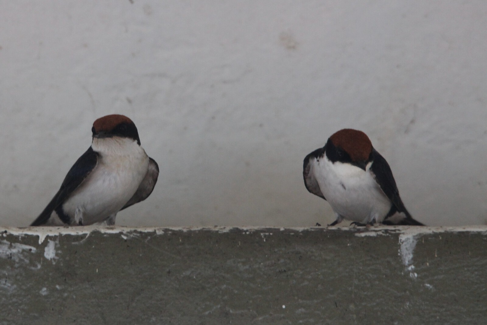 Chobe N.P.: Roodkruinzwaluw (Hirundo Smithii).1274