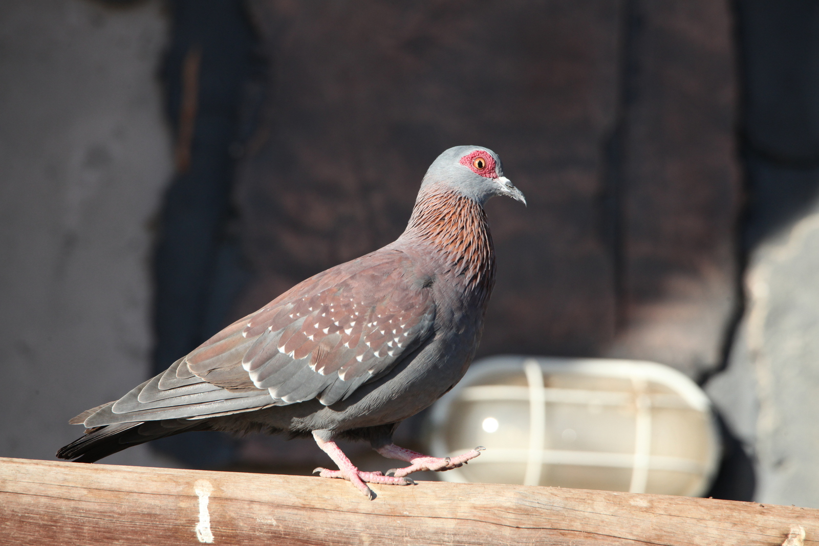Elephant Sands: Gespikkelde Duif  (Columba Guinea).1140