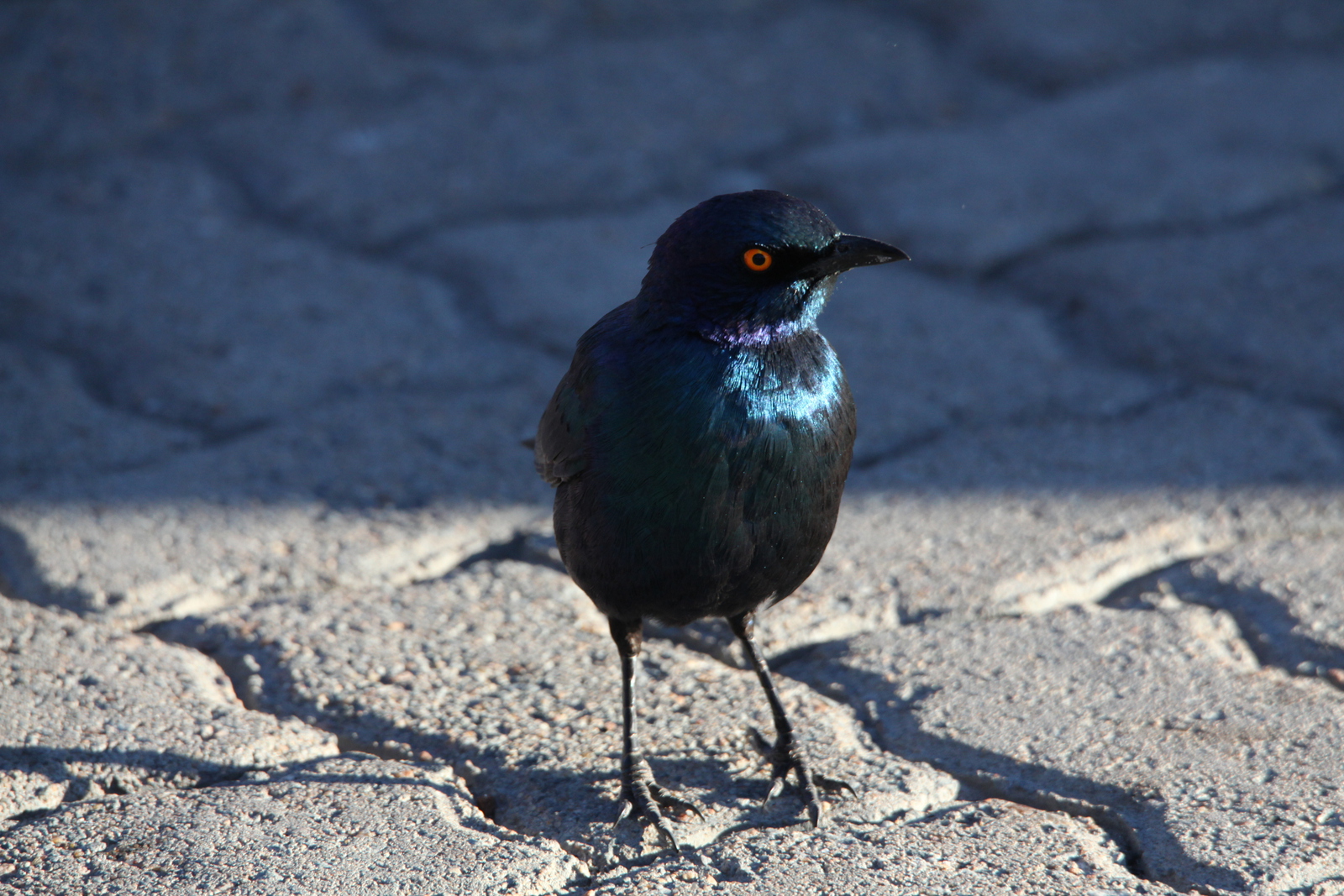 Elephant Sands: Roodschouderglansspreeuw (Lamprotornis Nitens).1103