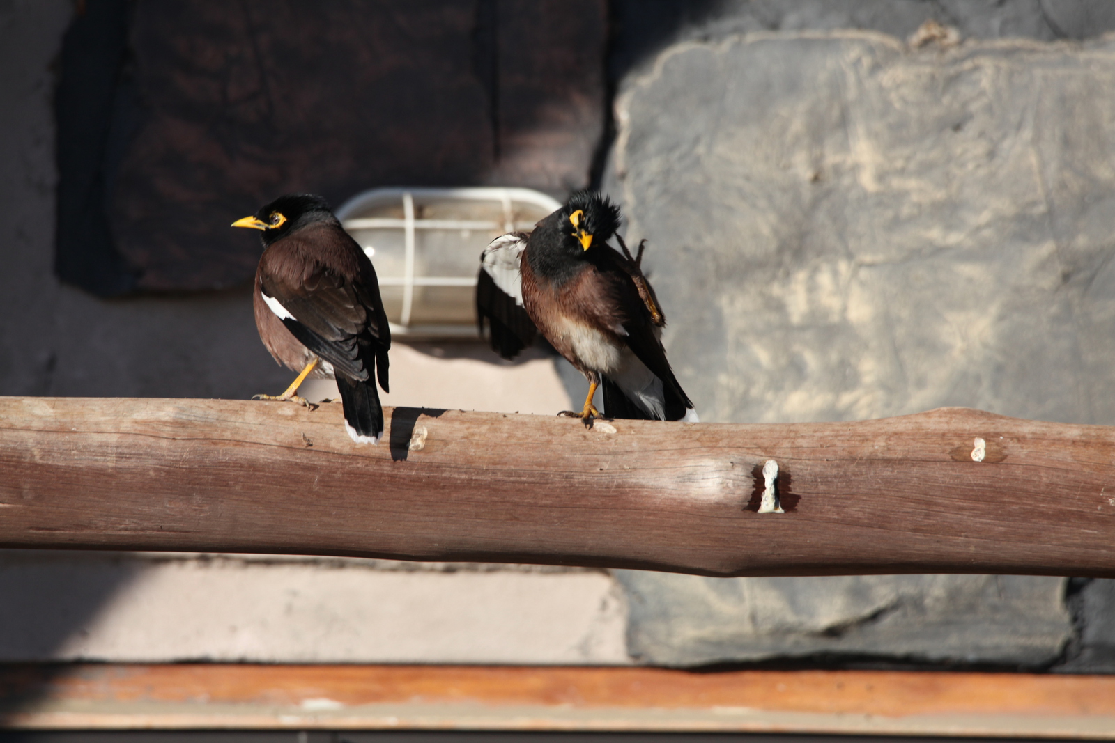 Elephant Sands: Treurmaina (Acridotheres Tristis).1139