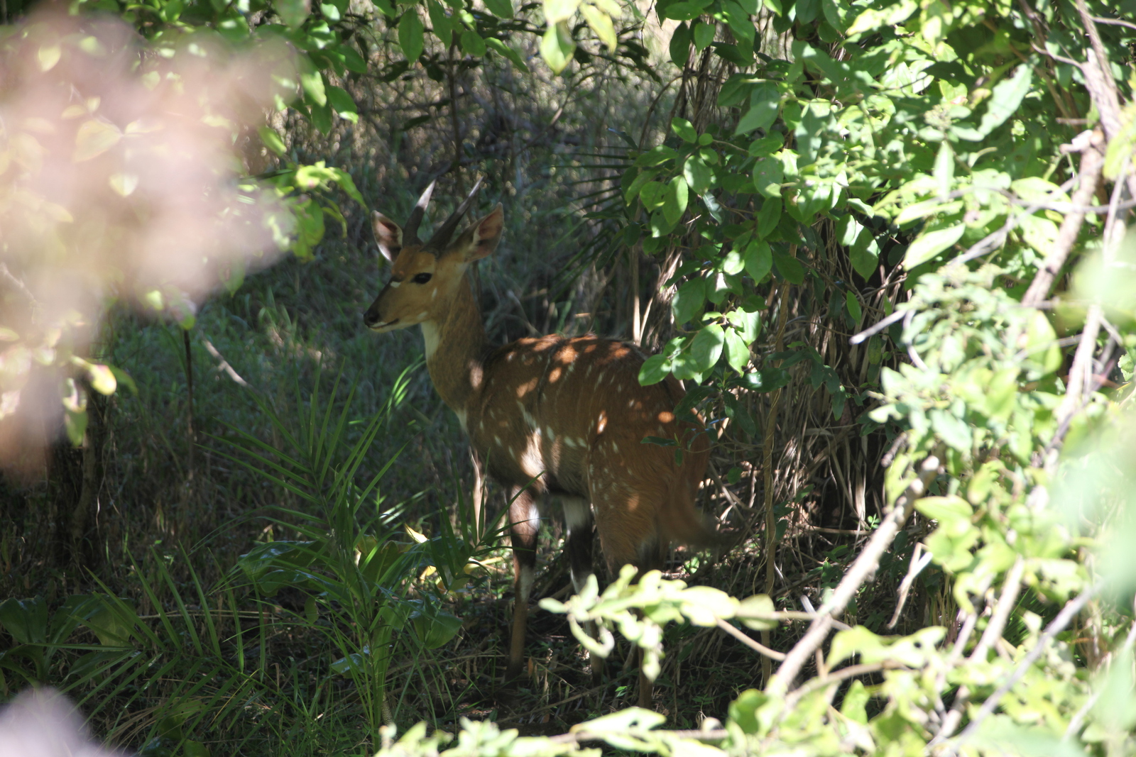 Victoria Falls: Bosbok (Tragelaphus Scriptus).1314