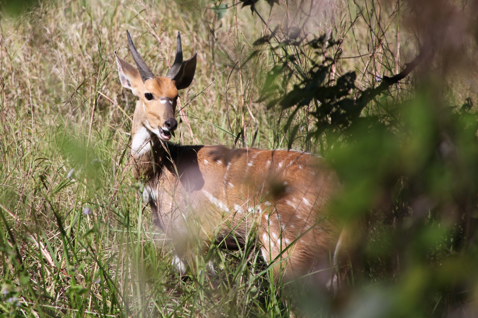 Victoria Falls: Bosbok (Tragelaphus Scriptus).1319