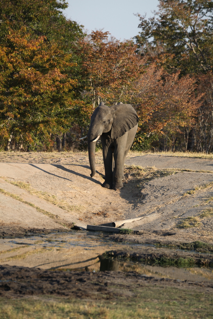 Hwange N.P.: Afrikaans Olifant (Loxodonta Africana).1361