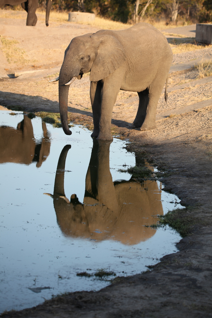 Hwange N.P.: Afrikaans Olifant (Loxodonta Africana).1363