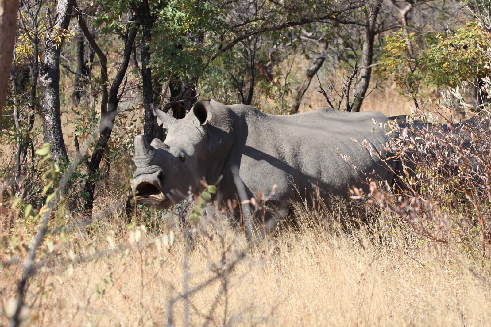 Matobo N.P.: Witte Neushoorn  (Ceratotherium Simum).1383
